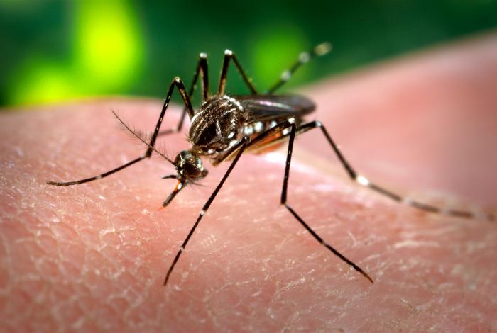 Dengue Chikungunya Zika