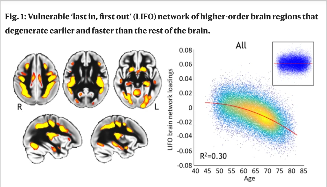 Fig. 1: Vulnerable ‘last in, first out’ (LIFO) network of higher-order brain regions that degenerate earlier and faster than the rest of the brain.