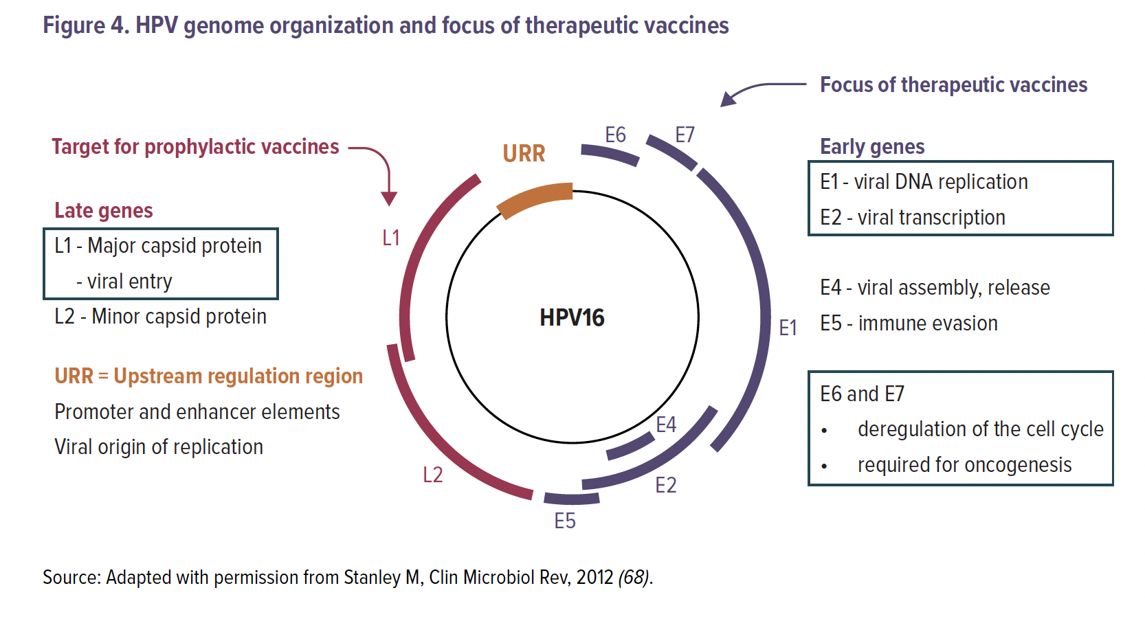 As Development Of Therapeutic Vaccines Against Cervical Cancer Virus ...