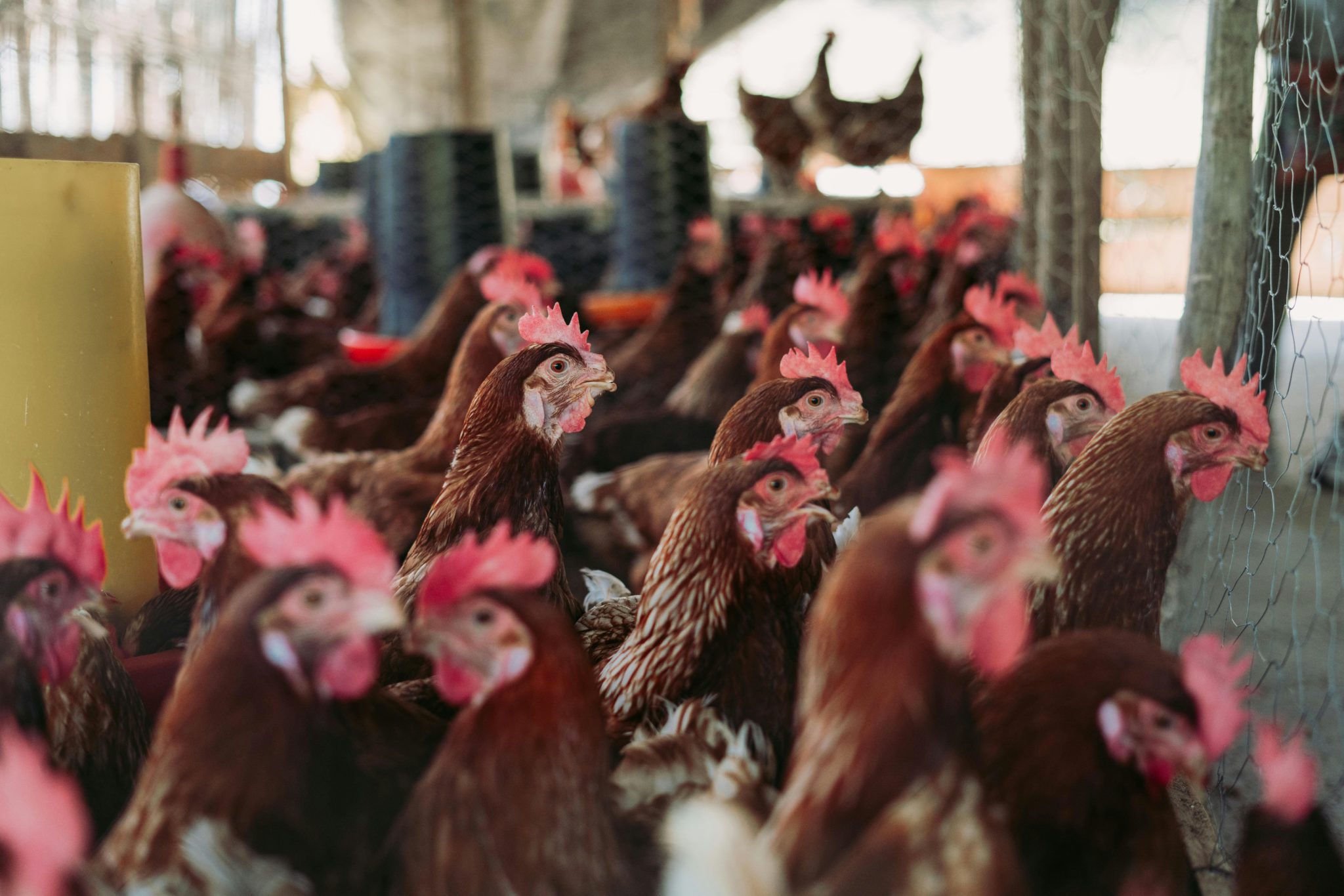 US Response To Bird Flu Requires Global Collaboration But CDC Updates