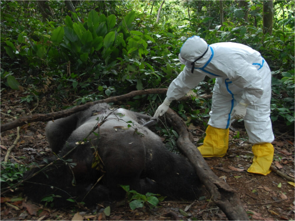 With over 70% of emerging infectious diseases originating in animals, ape sampling reflects the urgent need to intercept zoonotic spillovers before pandemics erupt.
