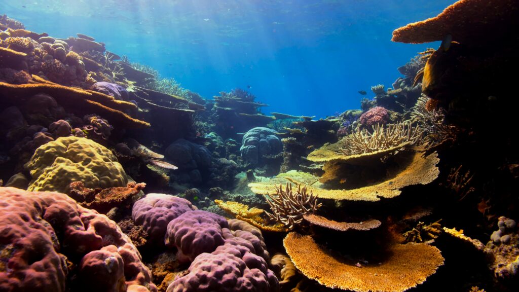 Coral reef biodiversity