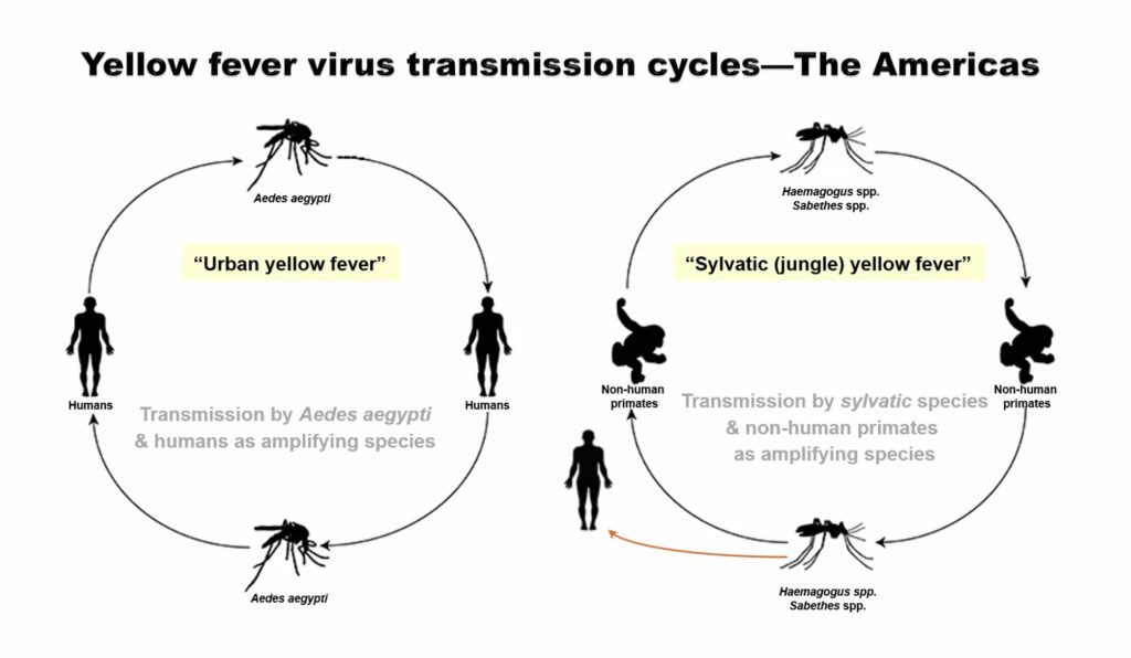 Yellow fever transmission