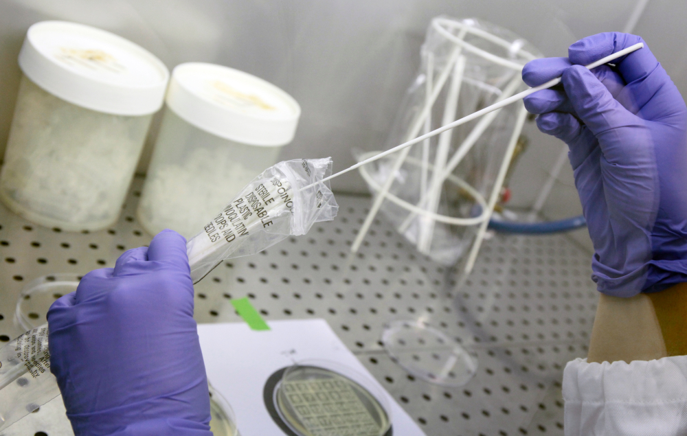 A microbiologist prepares a sample. Rapid identification and testing are powerful tools to ensure patients receive the correct antibiotics, preventing the further spread of resistance.