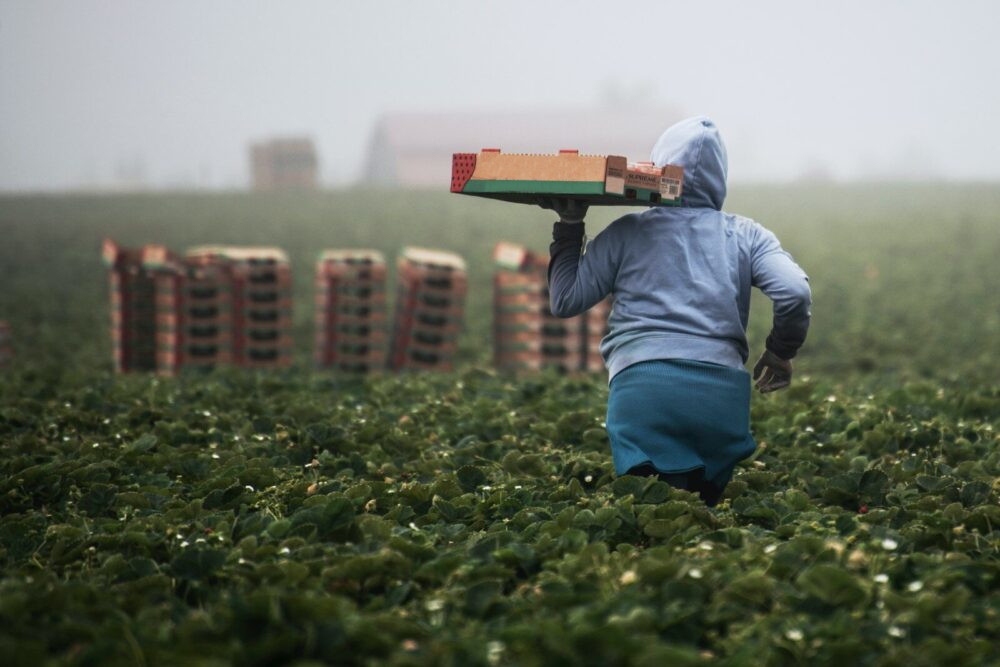 Working-age undocumented migrants navigate precarious conditions, lacking systemic safety nets despite contributing to informal economies.