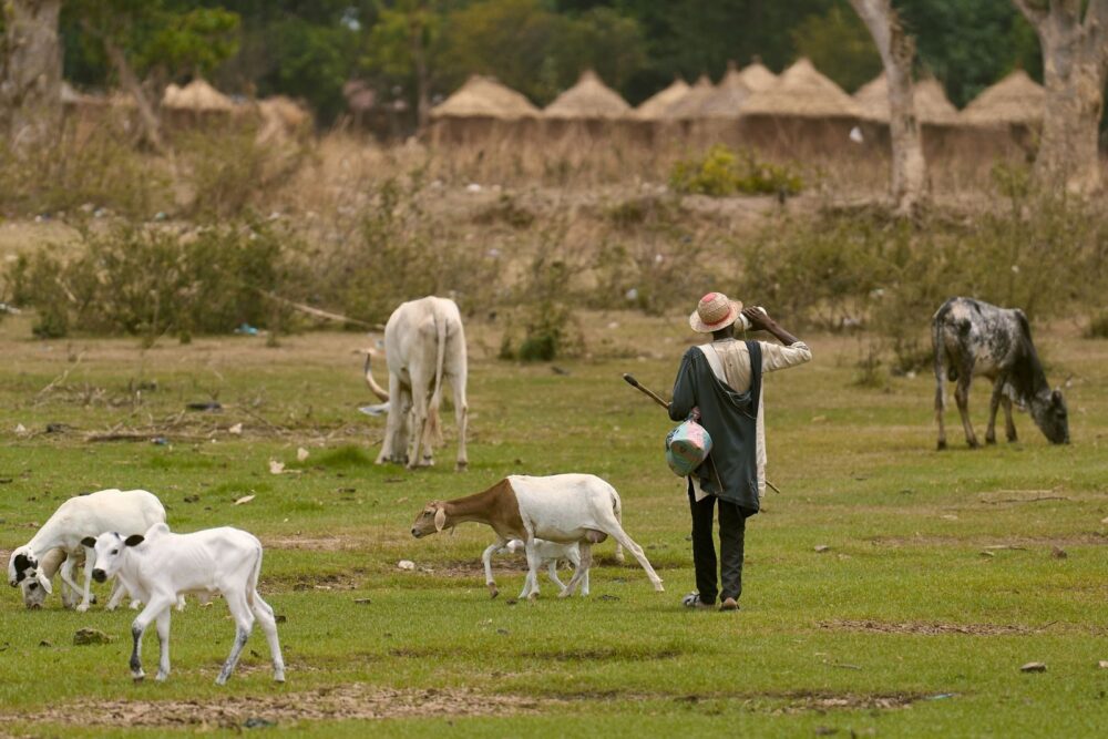 Animal source foods provide nutrition and food security but remain expensive in nations like Nigeria.